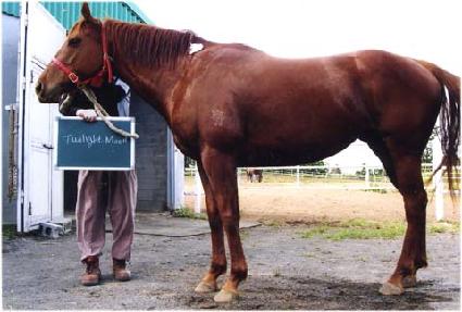 Ʈ���϶���Ʈ�� ����