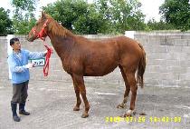 �����ͷλ� (JESTER ROSA) ����