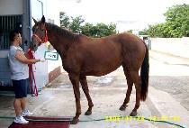 ������Ʈ�ö�� (FOREST FLOWER) ����