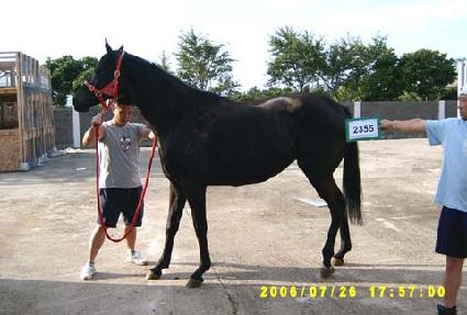 �ɳ��� ����