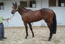 �ڵ�����Ϸ��� (CODE OF SILENCE) ����