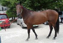 �������� (FREE MOSCOW) ����