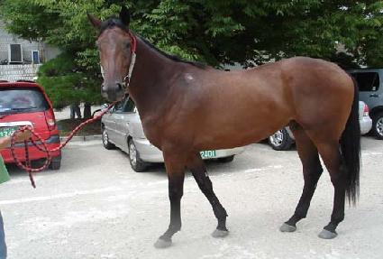 �������� ����