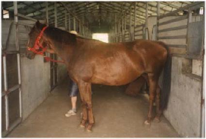 �����̾�� ����