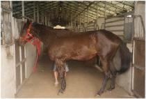 ����Ƽ�� (NIFTY NIC) ����