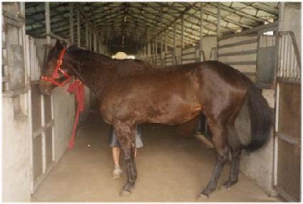 ����Ƽ�� ����