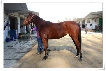 ���ѹ��� (JOHANBURG) ����