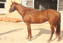 �󼼸����� (LACERTUS) ����