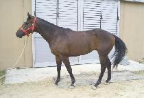 Ķ���Ŀ� (CALI POWER) ����