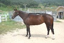 ������� (GASOK PEDAL) ����