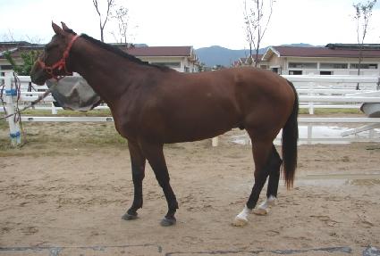 �÷θ��ٳ���Ƽ�� ����