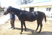 MR. FIGURE MAN picture