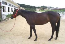 ��ۻ�� (GIPPEUN SARANG) ����