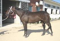 �����ϸ� (BLARNYMAN) ����