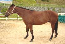 ����Ʈ������丮 (SHOUT OF VICTORY) ����