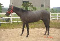 �ε���̽�Ʈ (INDIGO EAST) ����