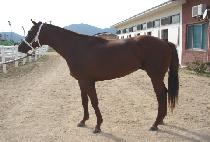 ��������ũ (GANG SPIKE) ����