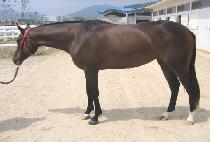 �帲�ƿ��ɴ��ڽ� (DREAMOUTOFTHEBOX) ����