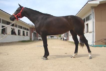 ȣ�ɱ� ����