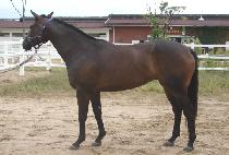 ���÷���ƽ���� (DIPLOMATIC LINE) ����