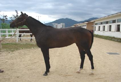 �¸����� ����