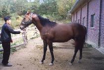 ���Ź� (DANGDAEGEOMUL) ����