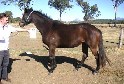 �븮���̼� ����