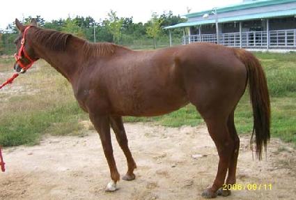 ü���ӵ帲 ����