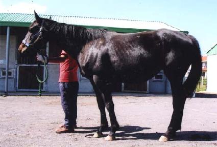 �ٶ�ī ����