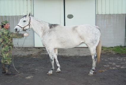 ų��ĳ�� ����