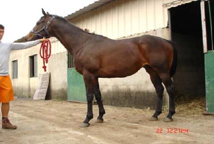 �÷��� ����