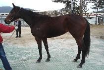 ����ī��Ʈ (BROWN COMET) ����