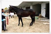 ������̾�Ʈ (GOLD GIANT) ����