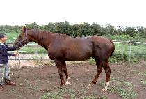 PERFECT VISION II picture