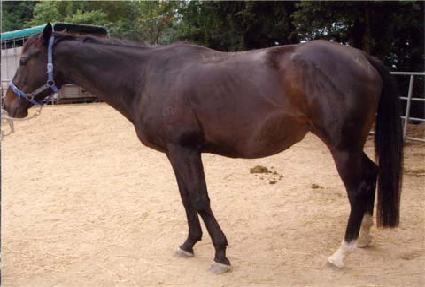 ������ ����