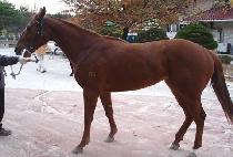 ����¡���� (RISING WINNER) ����