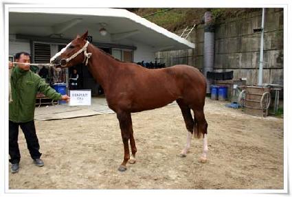 ������Ƽī ����