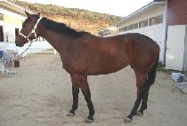 ��ǳ (YONGPUNG) ����