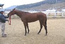 ����� (BROWN STORM) ����