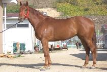 ������� (BIG HERO) ����