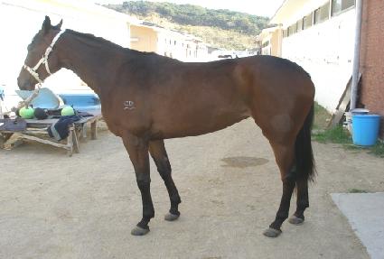 ���ɼ��ߴ� ����