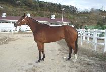 Ȳ�ݻ�� (HWANGGEUM SAGWA) ����