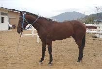 ���ʾֵ�Ʈ (WINNER ADDICT) ����