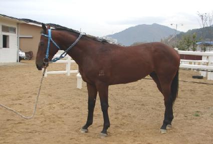 ���ʾֵ�Ʈ ����