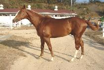 ����Ʈ���� (PERFECT YEONGUNG) ����