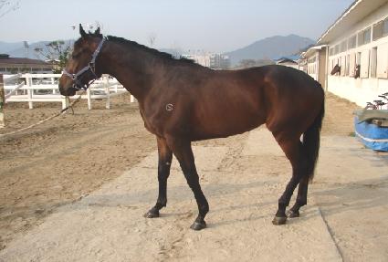 �Ҹ��屺 ����