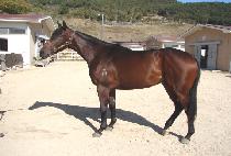 ŷ��Ʈ���̵� (KING STRIDE) ����