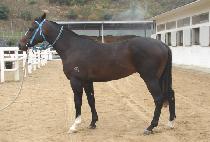 ��忡���׹� (GOLD ESTEBAN) ����