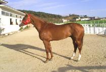 ���̴����� (SHINING WINNER) ����