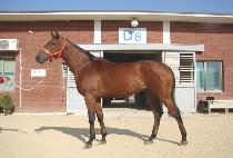 ���ߵ�� (GAYA DEUNGBUL) ����